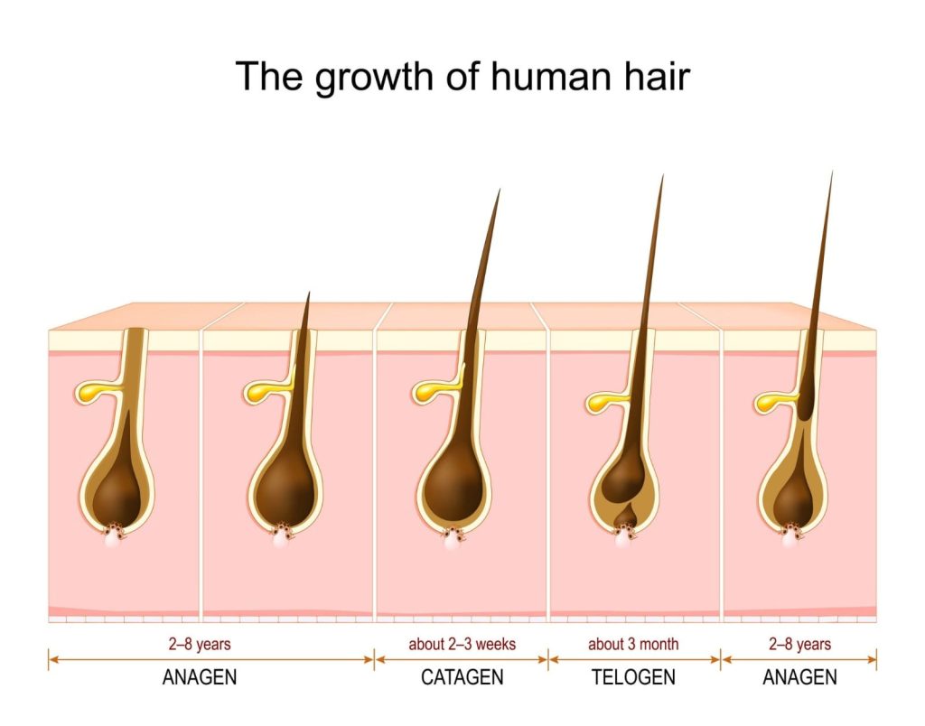 Scientific diagram showing the Anagen, Catagen, and Telogen phases of the hair growth cycle for the best hair growth supplements 2026.